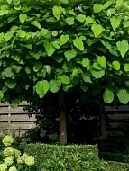    (Catalpa bignonioides) 3