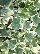  Variegata 1