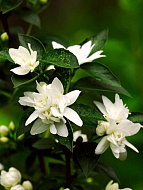   (Philadelphus Lemoinei)